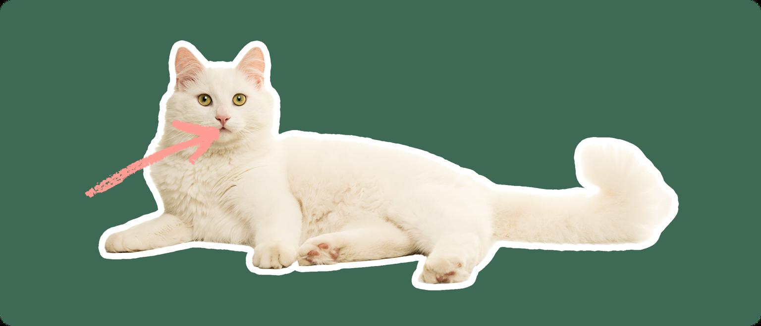 A Turkish Van cut out with a white outline on a green background with a pink arrow pointing to its mouth