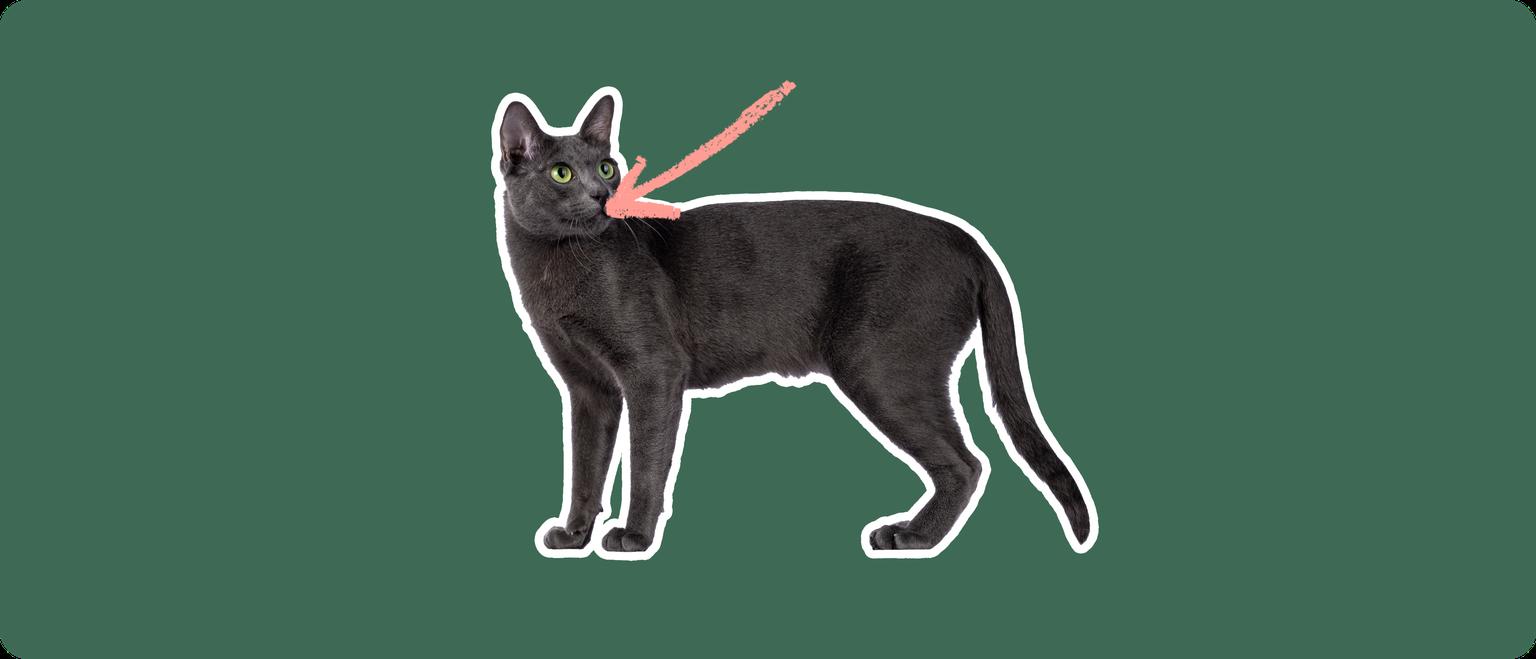 A Korat cat cut out with a white outline, with a pink arrow pointing to it's mouth, on a solid green background