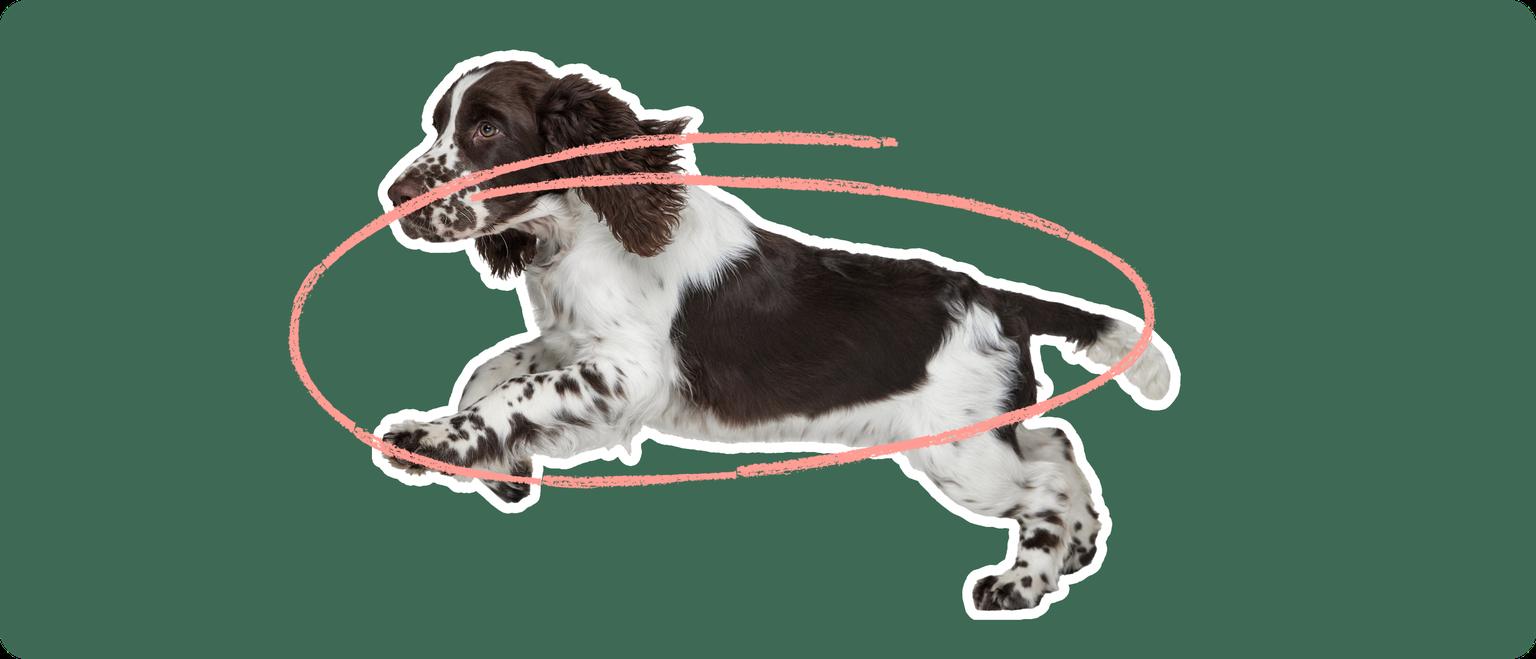 Image of a Springer Spaniel with a pink arrow circled around it