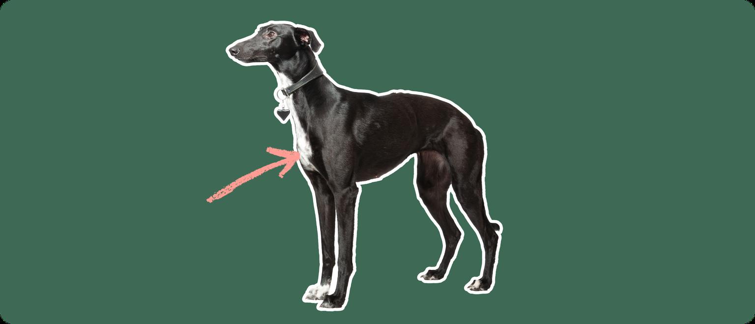 Image of a black whippet on a green background with a pink arrow drawn to its chest