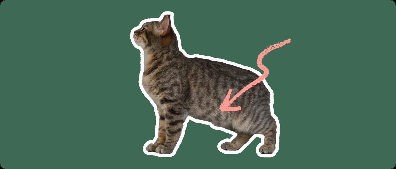 A brown manx cat with no tail, cut out with a white outline, with a pink circle around it's lower stomach, on a solid green background