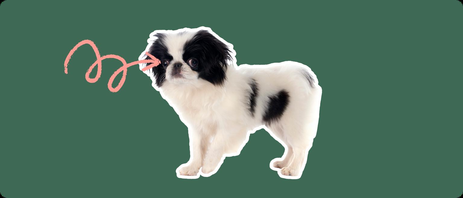 A Japanese Chin puppy cut out with a white outline, with a pink arrow pointing to it's eye, on a solid green background