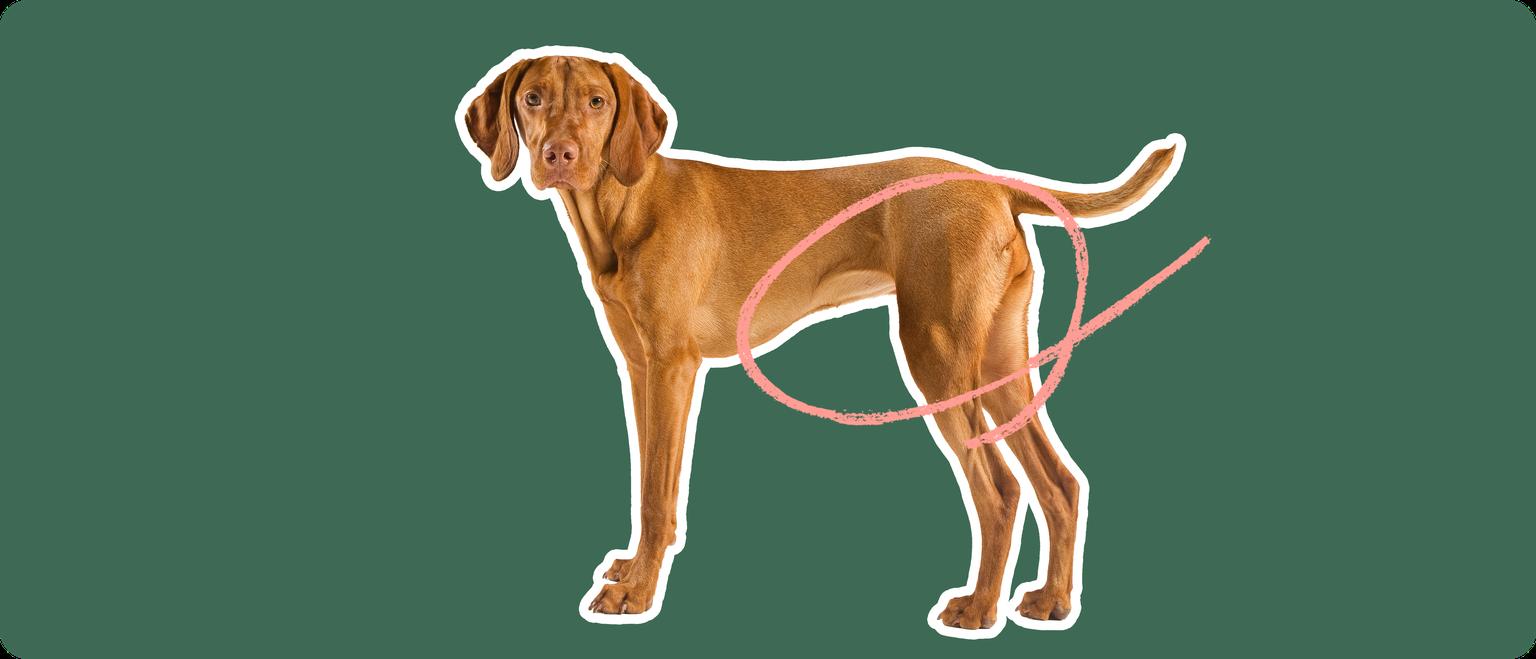 Image of a brown Vizsla with a pink circle drawn around its hip