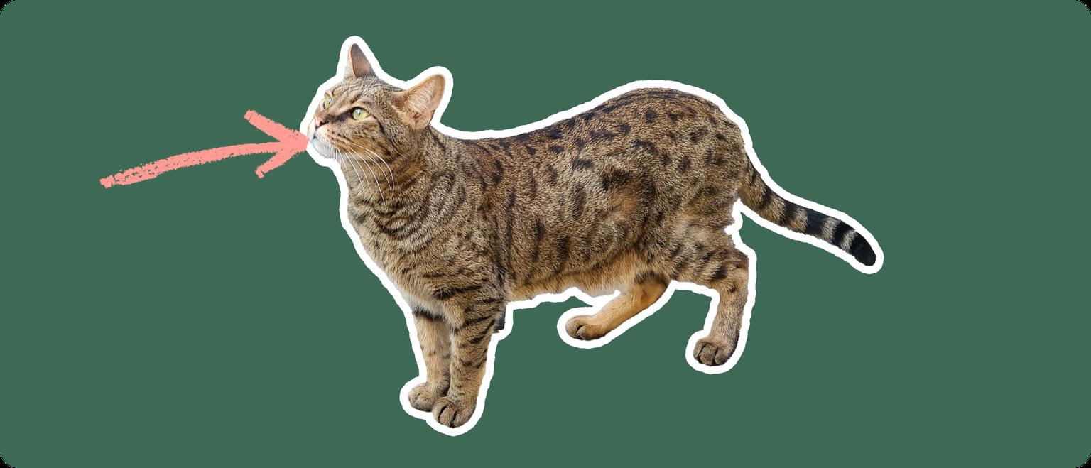 Savannah