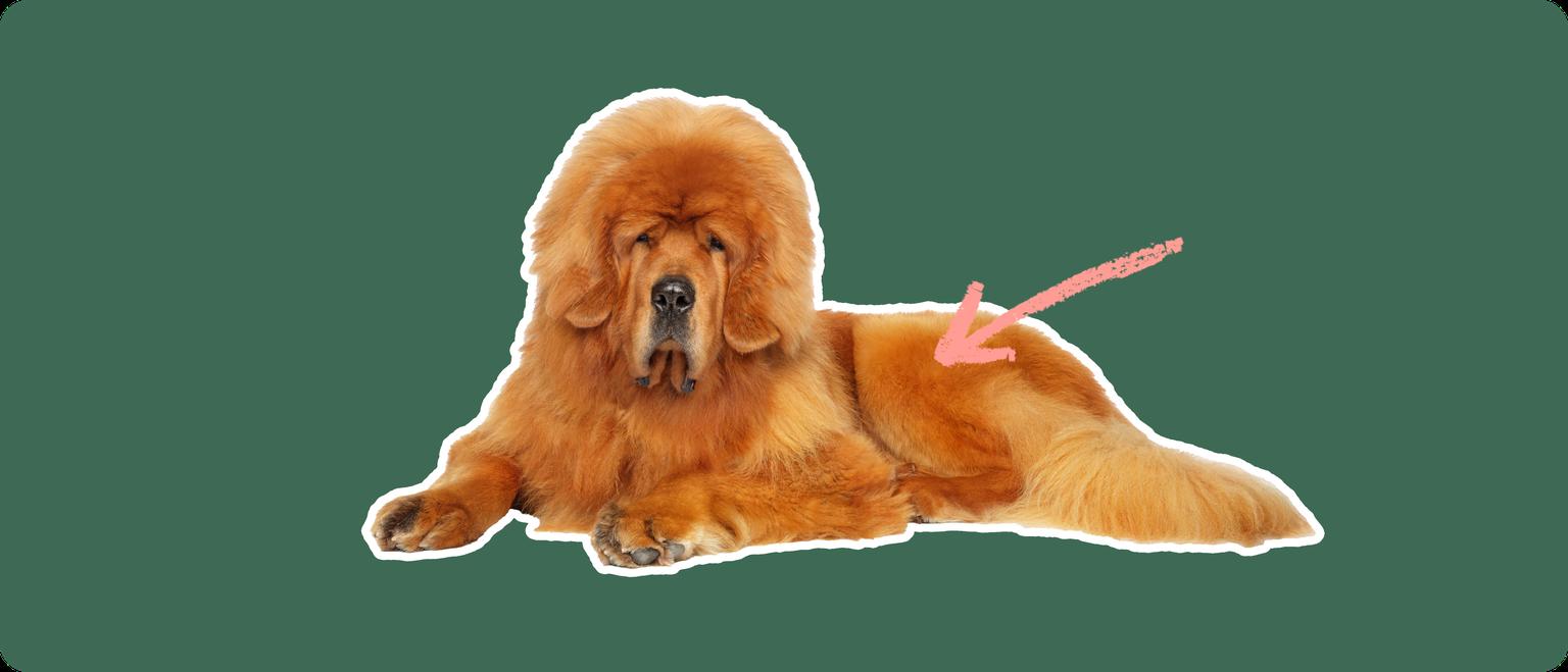 A Tibetan Mastiff cut out with a white outline, with a pink arrow pointing to it's back leg, on a solid green background