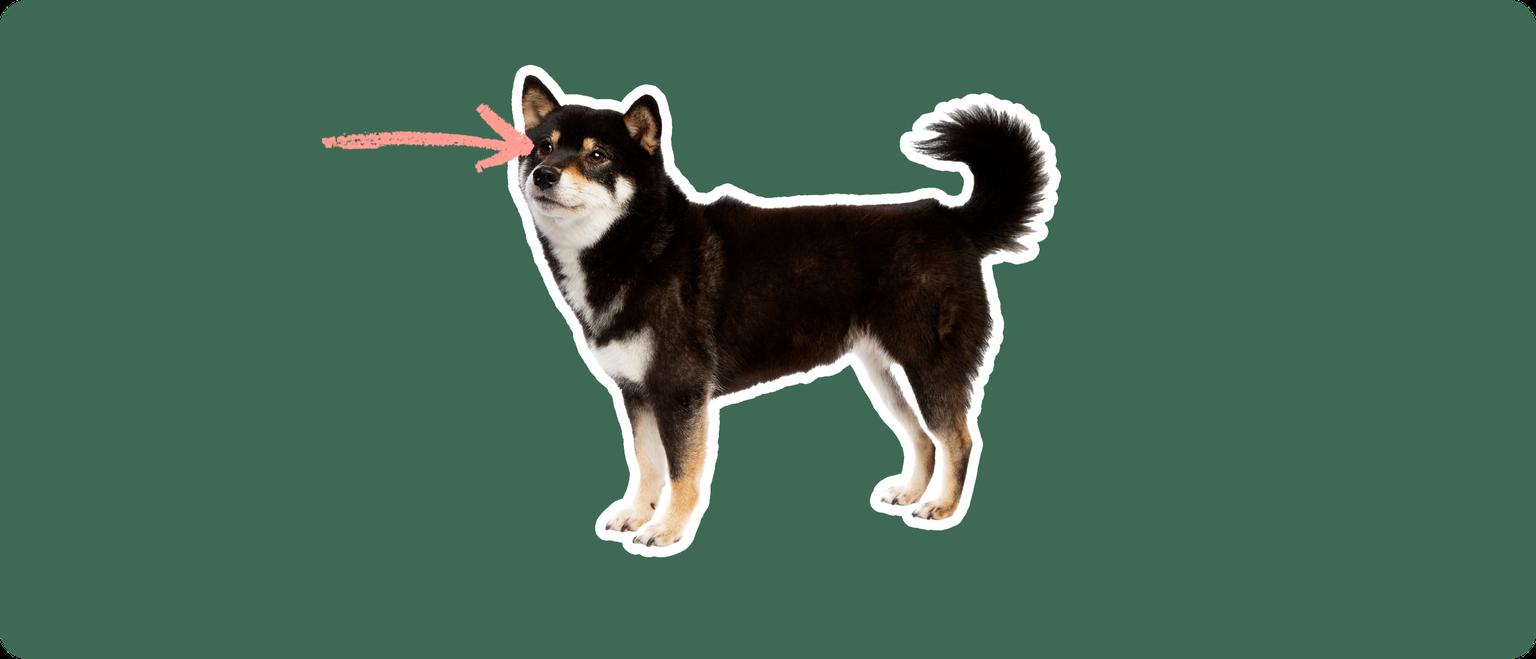 Shiba Inu