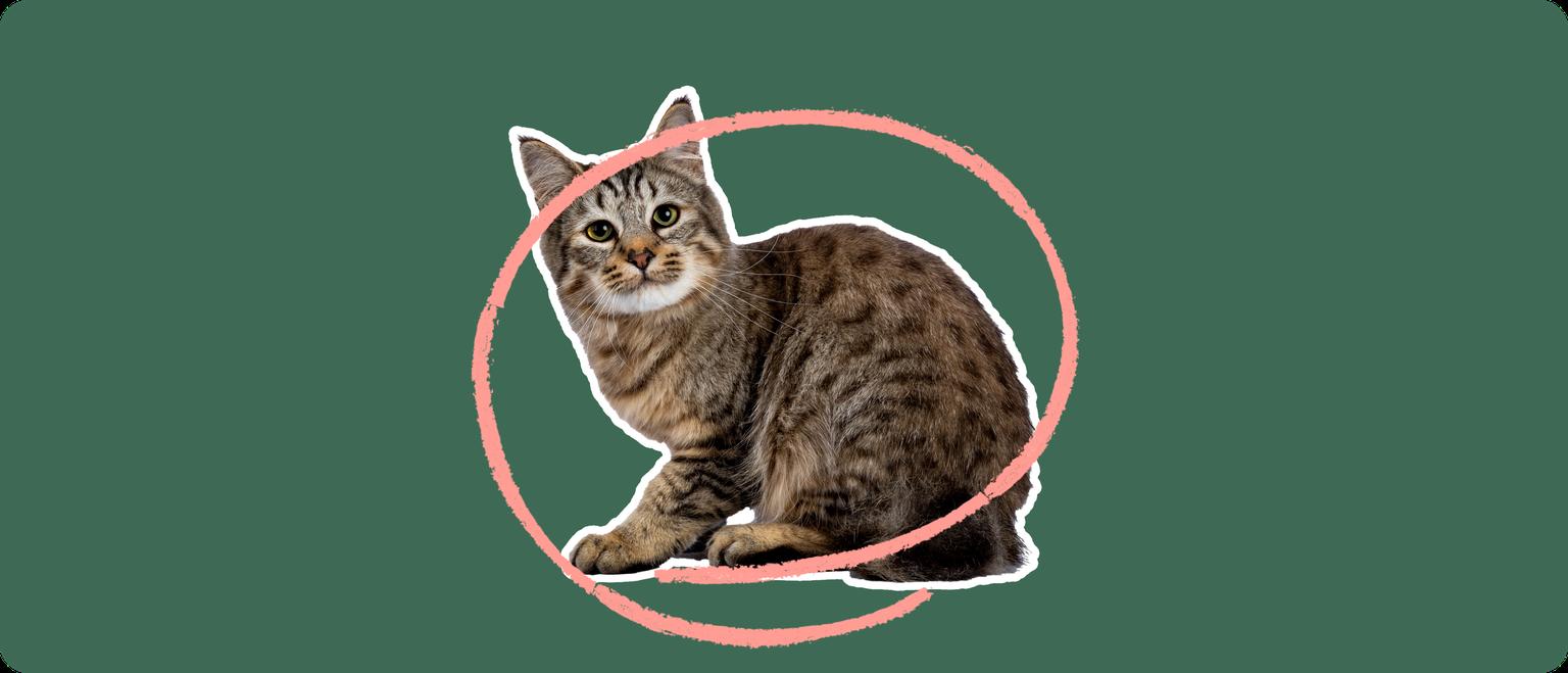 A pixie-bob cat cut out with a white outline, with a pink circle around it's body, on a solid green background