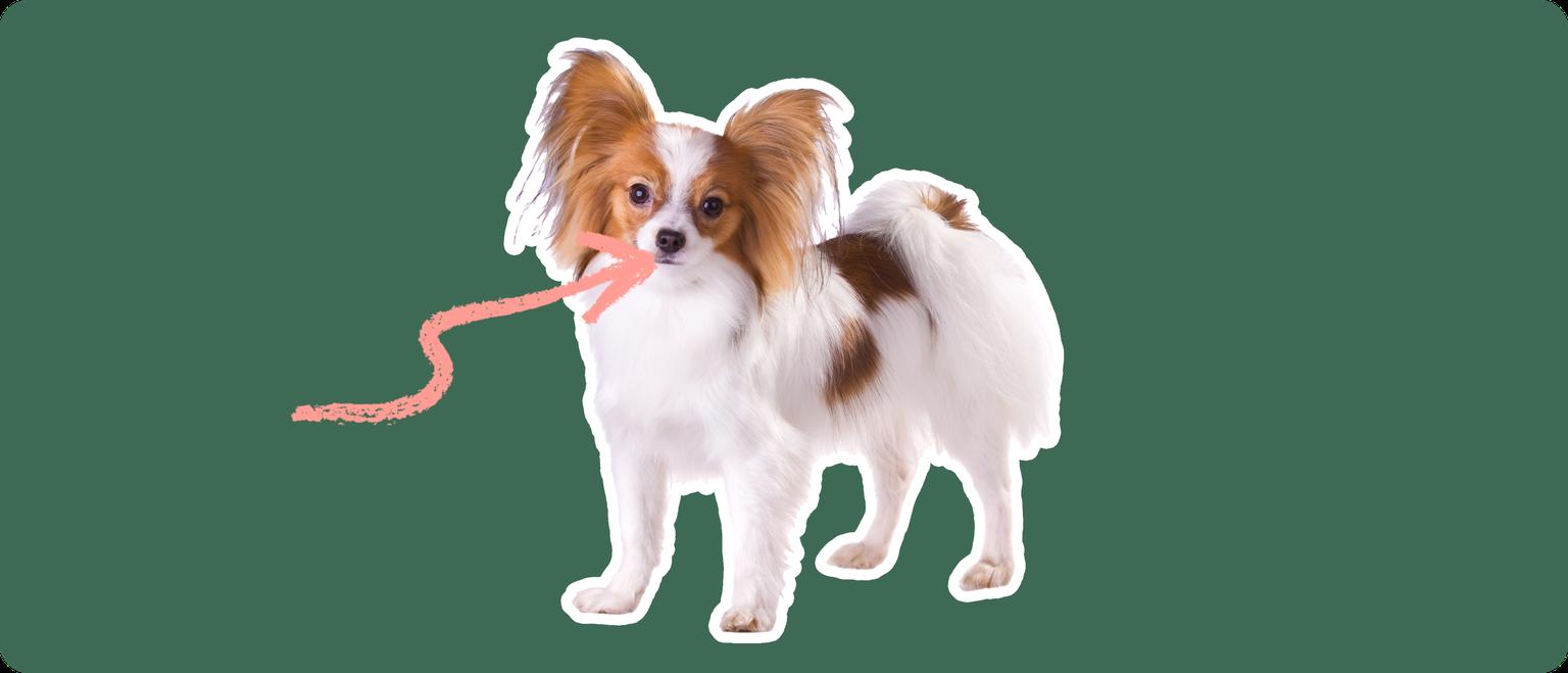 Papillon with a pink arrow drawn to its jaw