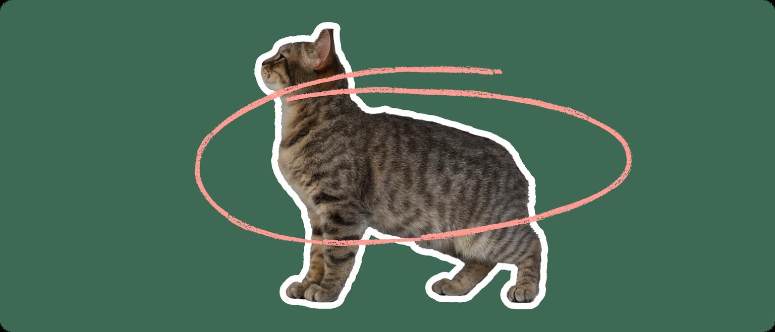 A brown manx cat with no tail, cut out with a white outline, with a pink circle around it's body, on a solid green background