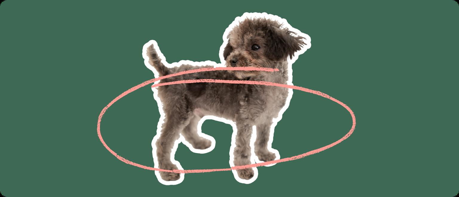 Chipoo with a pink arrow drawn around its body