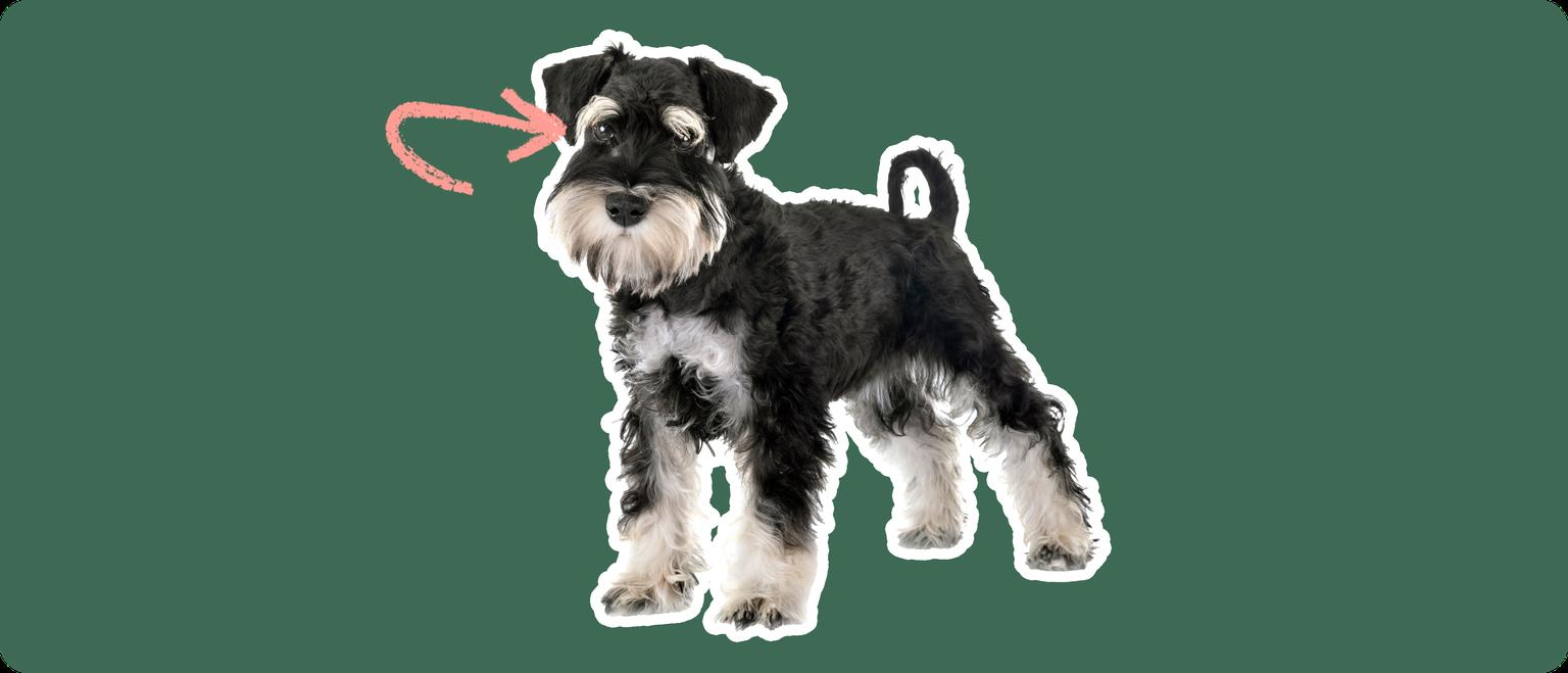 Image of a black Mini Schnauzer with a pink arrow drawn to its eye