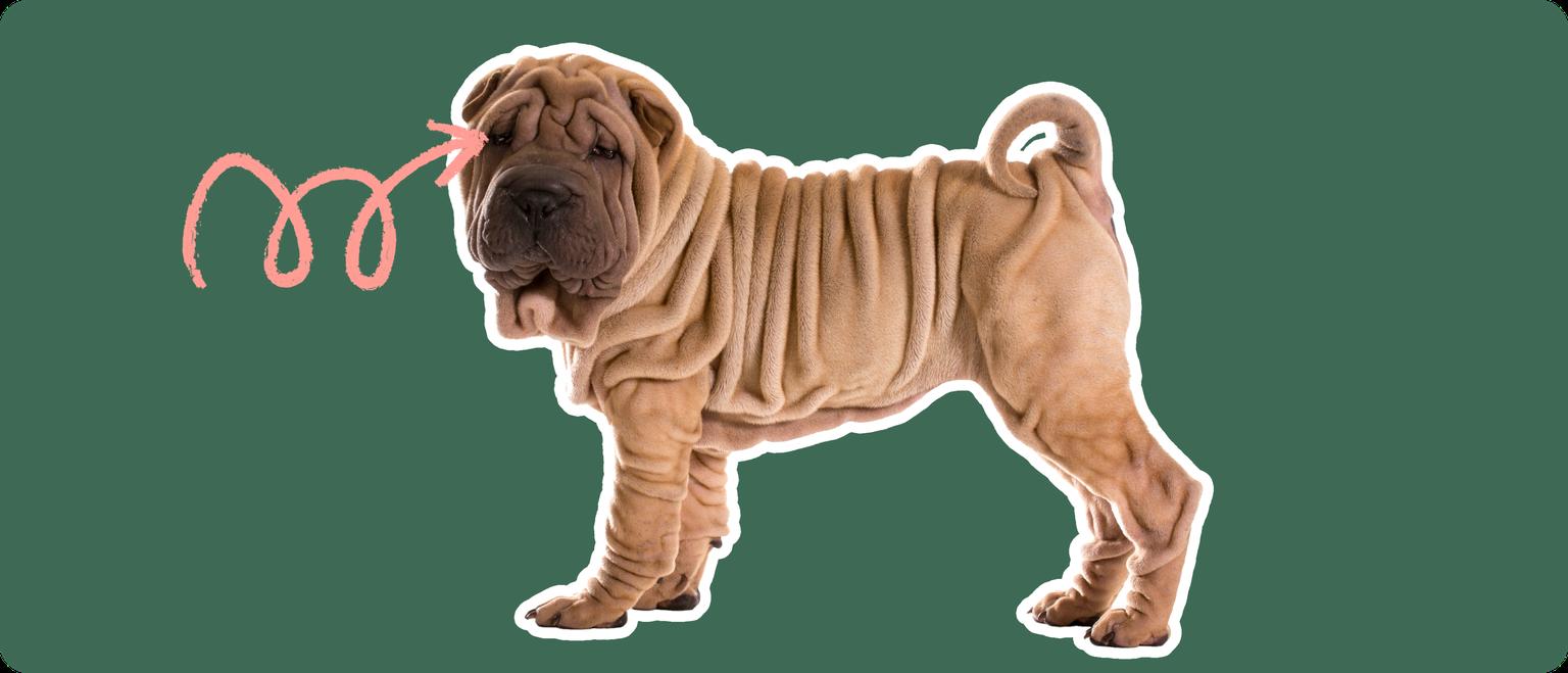 Image of a brown Shar Pei with a pink arrow drawn to its eye