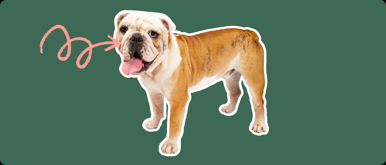 Old English Bulldoge
