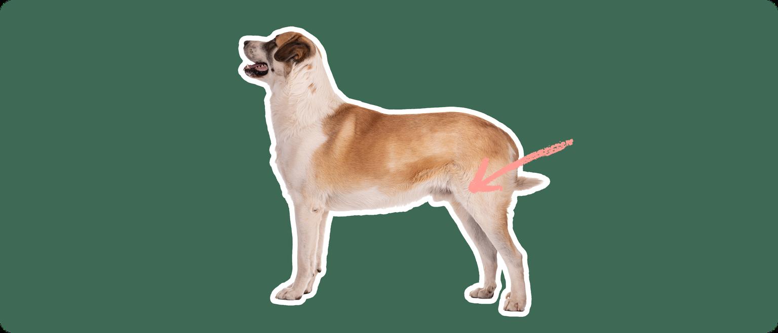 A Great Pyrenees cut out with a white outline, with a pink arrow pointing to it's back hip, on a solid green background