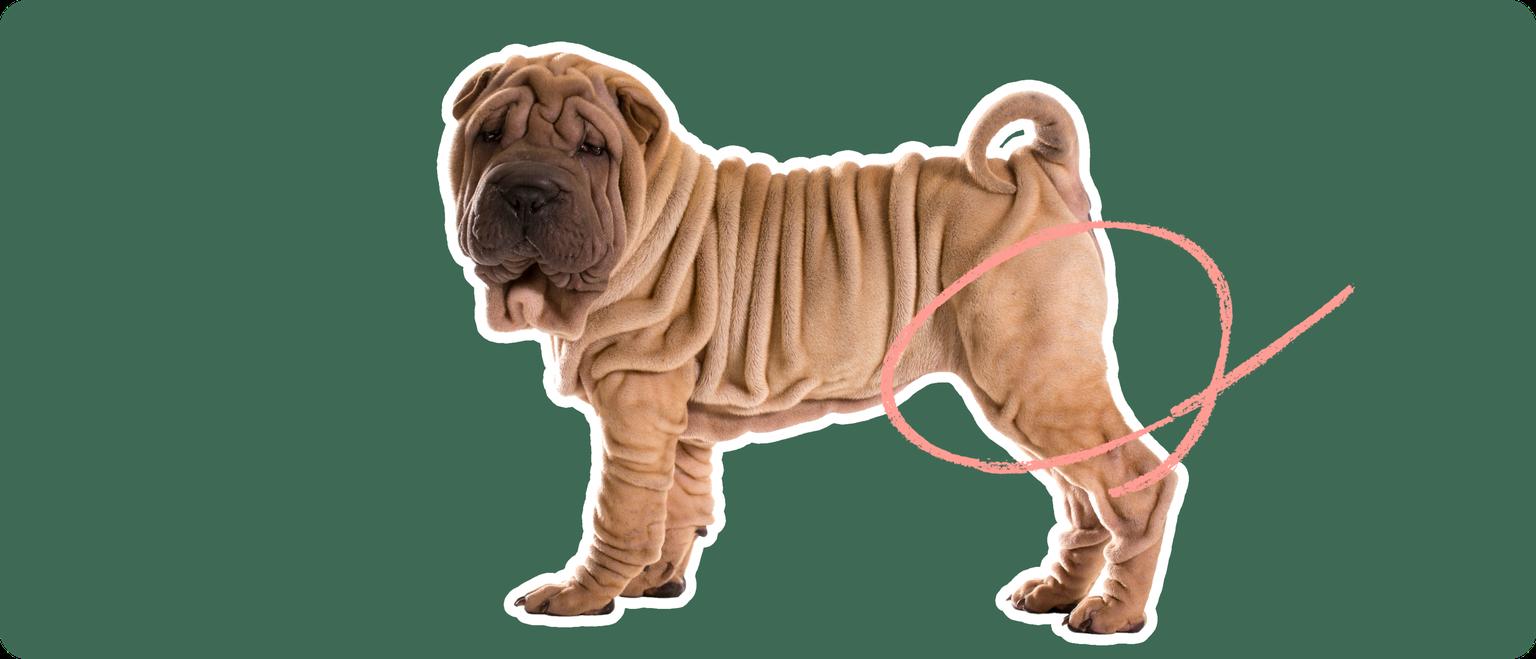 Image of a brown Shar Pei with a pink circle drawn around its hip