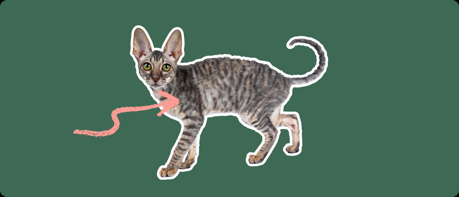A Cornish rex cat cut out with a white outline, with a pink arrow pointing to it's chest, on a solid green background