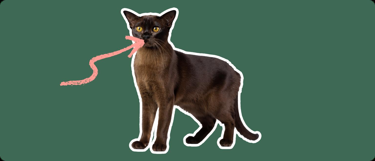 Burmese