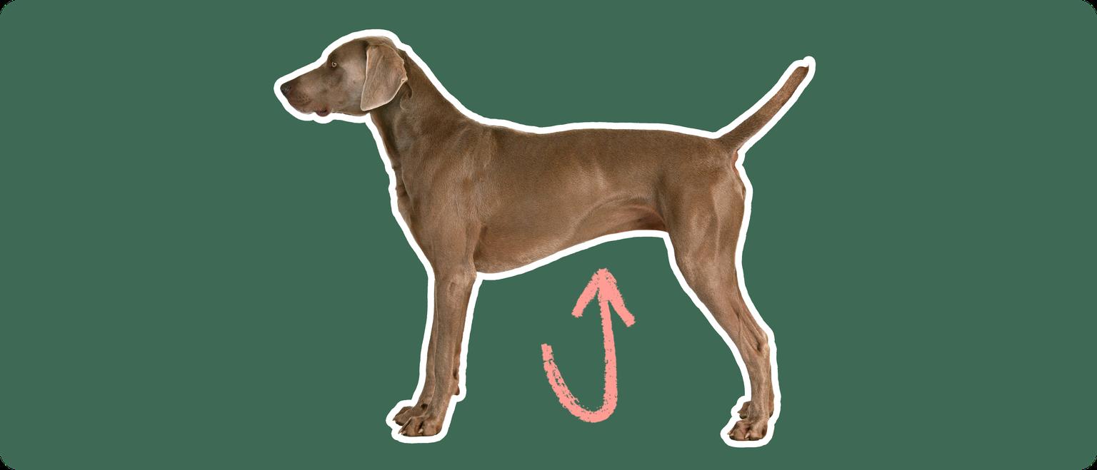 Image of a brown Weimaramer with a pink arrow drawn to its stomach