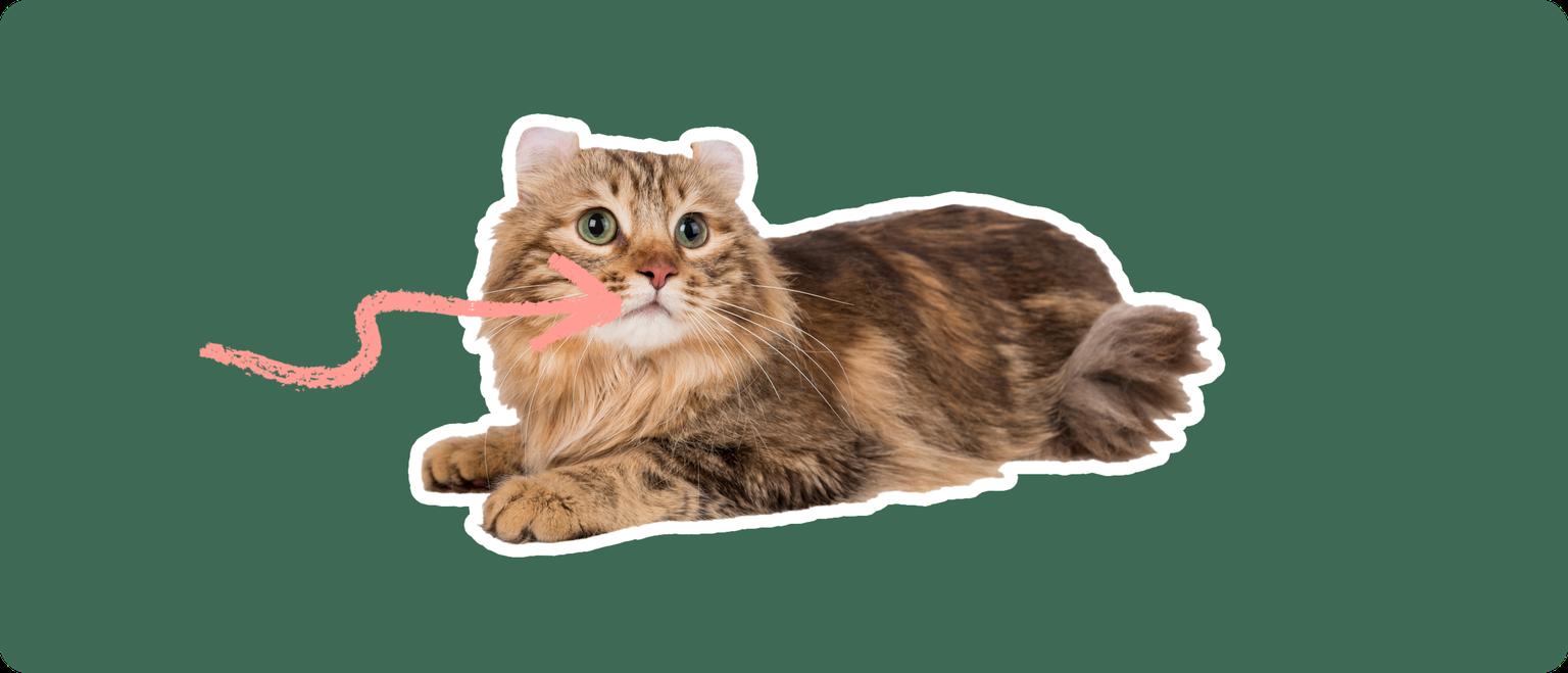 A brown American Curl cat cut out with a white outline, with a pink arrow pointing to it's mouth, on a solid green background