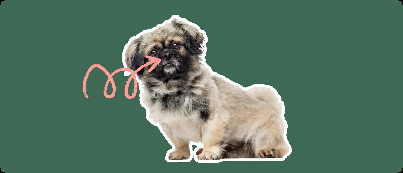 Image of a brown-and-black Pekingese with a pink arrow drawn to its nose
