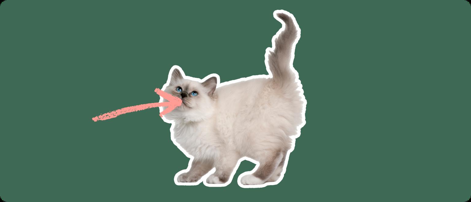 Birman