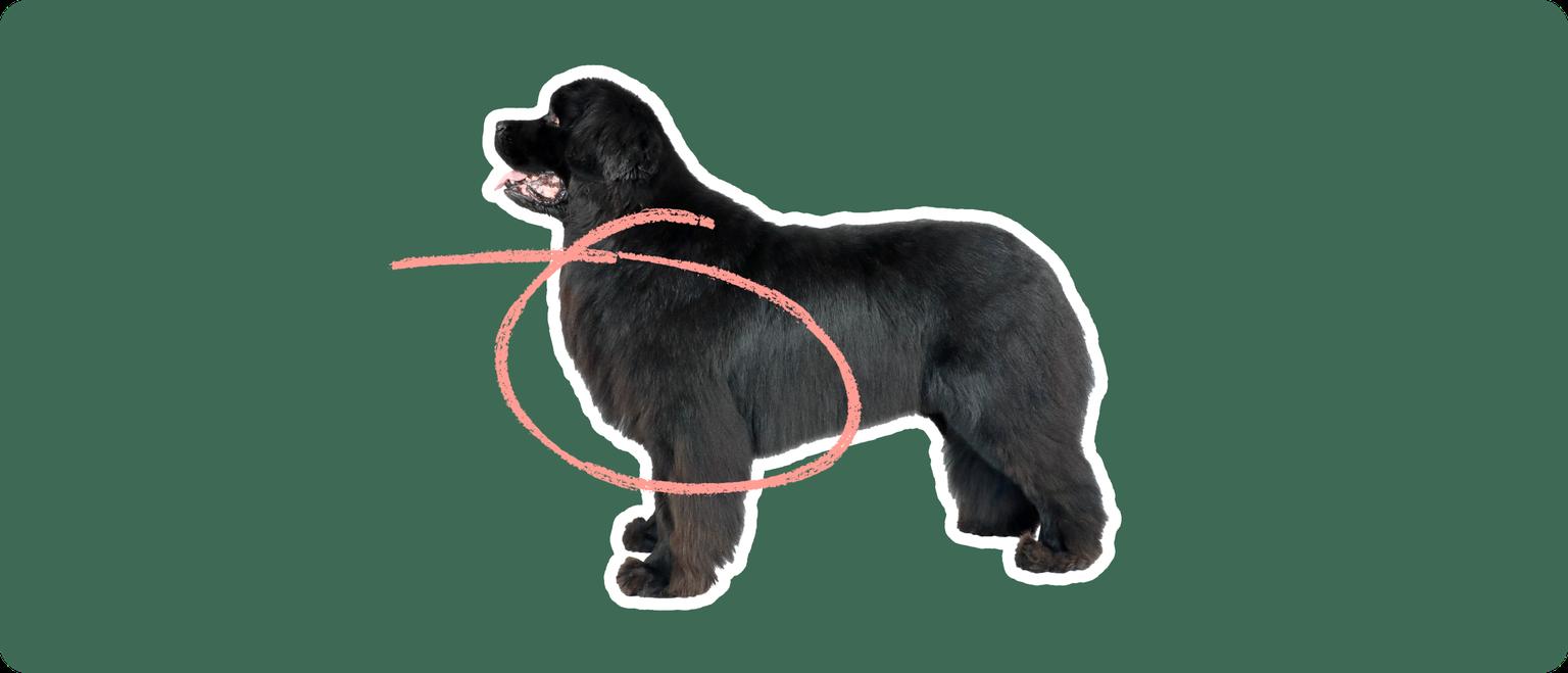Image of a black Newfoundland dog with a pink circle drawn over its chest