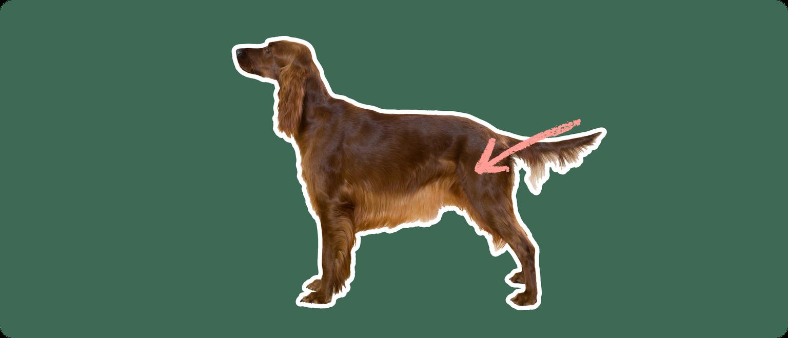 The sideview of an Irish setter dog standing, cut out with a white outline, with a pink arrow pointing to it's back hip, on a solid green background