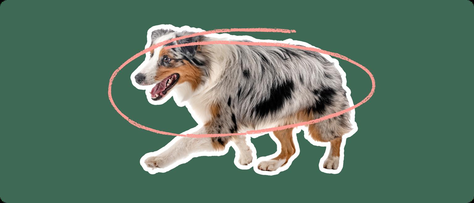 Image of an Australian Shepherd with a pink circle drawn over its body