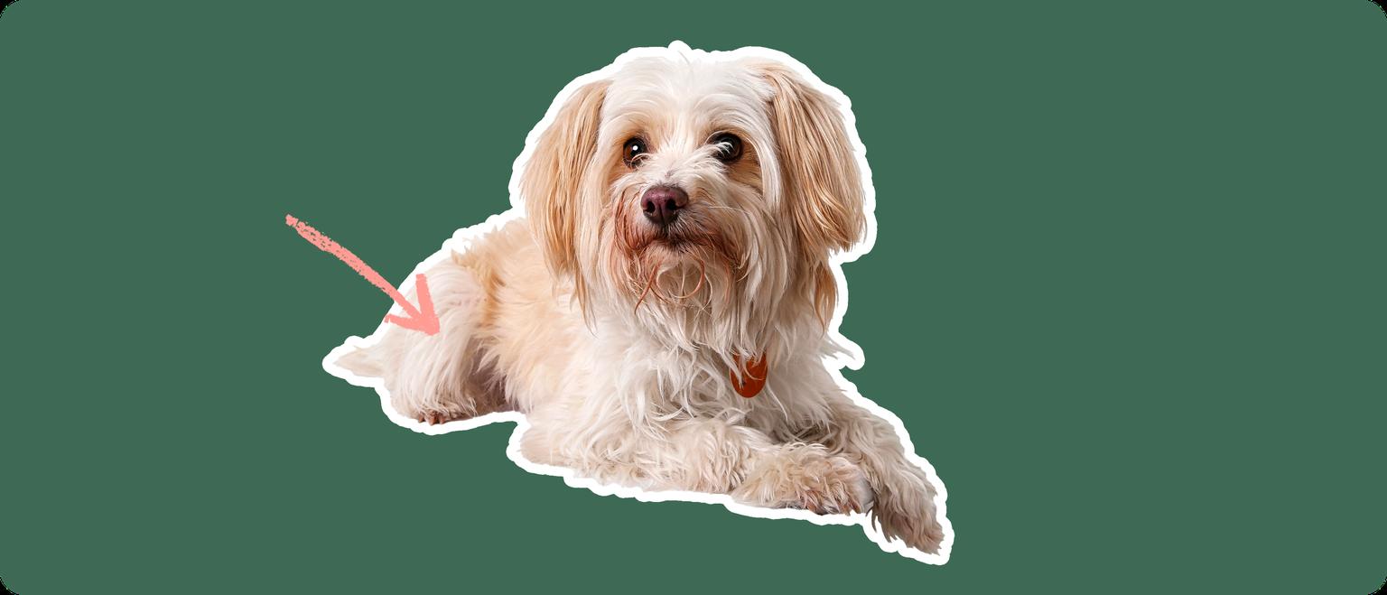 Yorkipoo