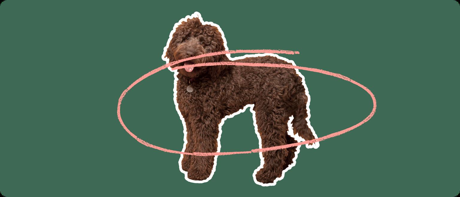 Labradoodle