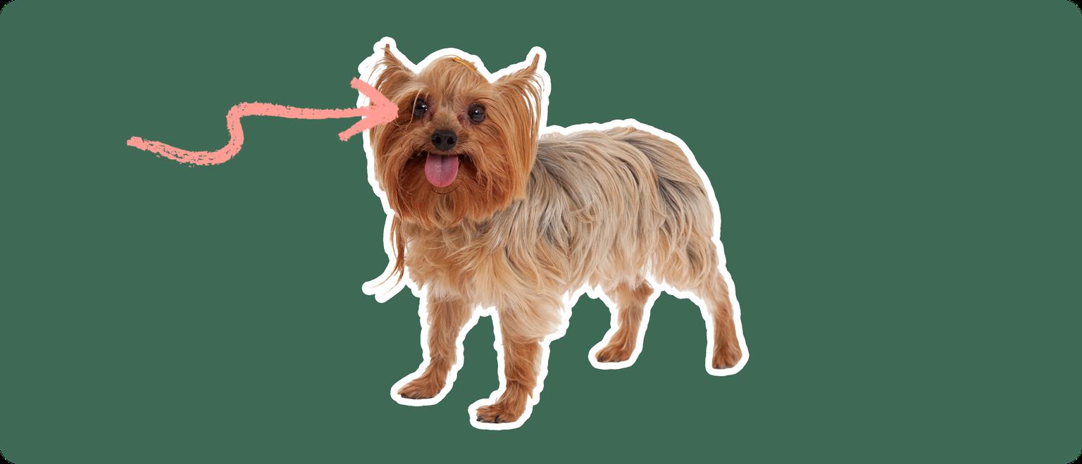 Porkie dog