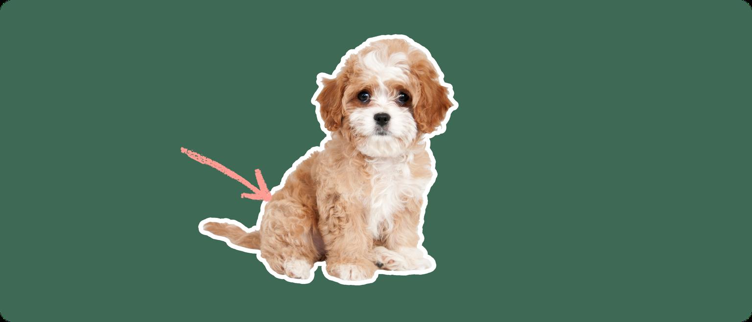 Cavapoo