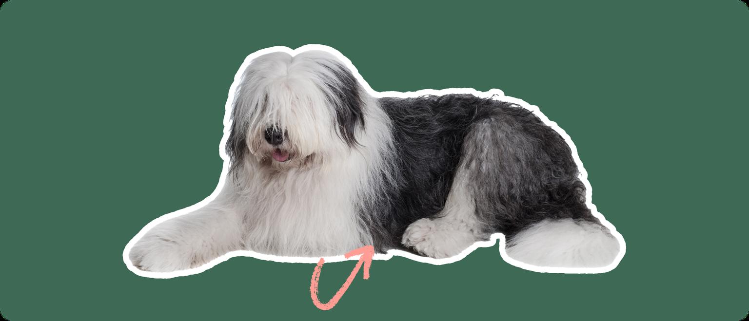 An old english sheepdog cut out with a white outline, with a pink arrow pointing to it's stomach, on a solid green background