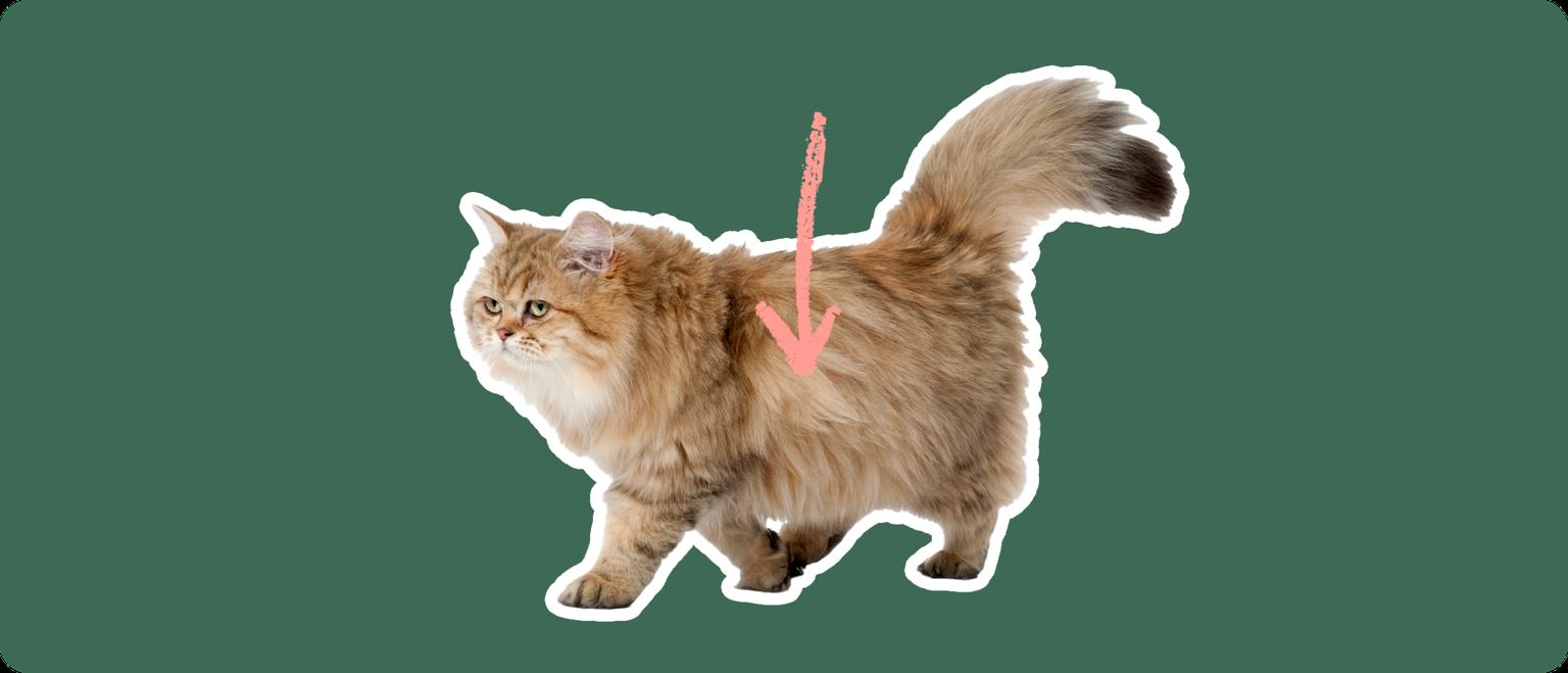 An Exotic Longhair cat cut out with a white outline, with a pink arrow pointing to it's body, on a solid green background