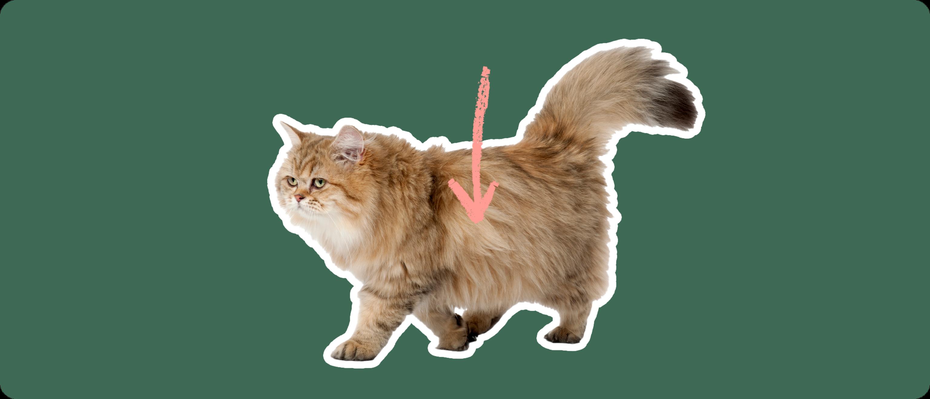 An Exotic Longhair cat cut out with a white outline, with a pink arrow pointing to it's body, on a solid green background