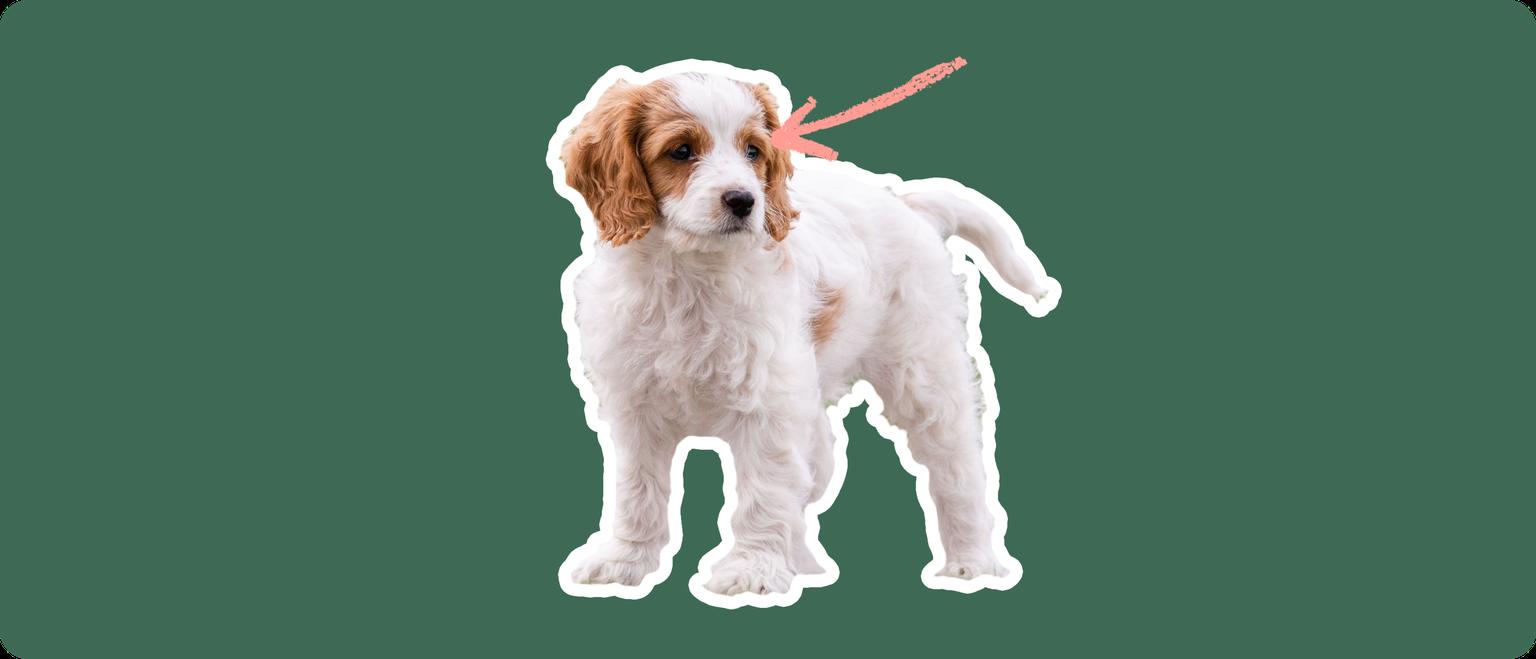 Cavachon puppy