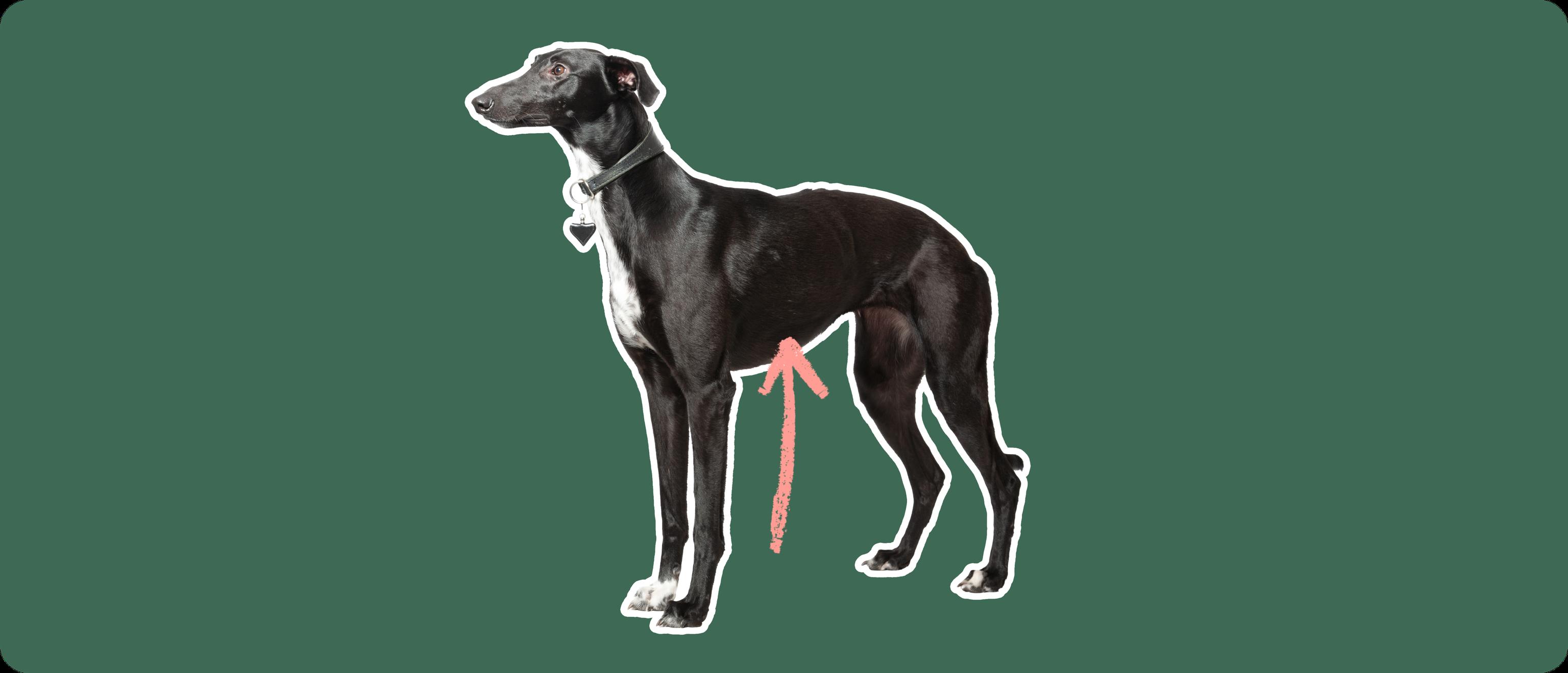 Whippet with a pink arrow drawn to its body