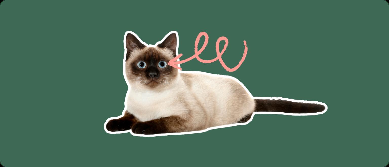 A Thai cat cut out with a white outline, with a pink arrow pointing to it's eye, on a solid green background