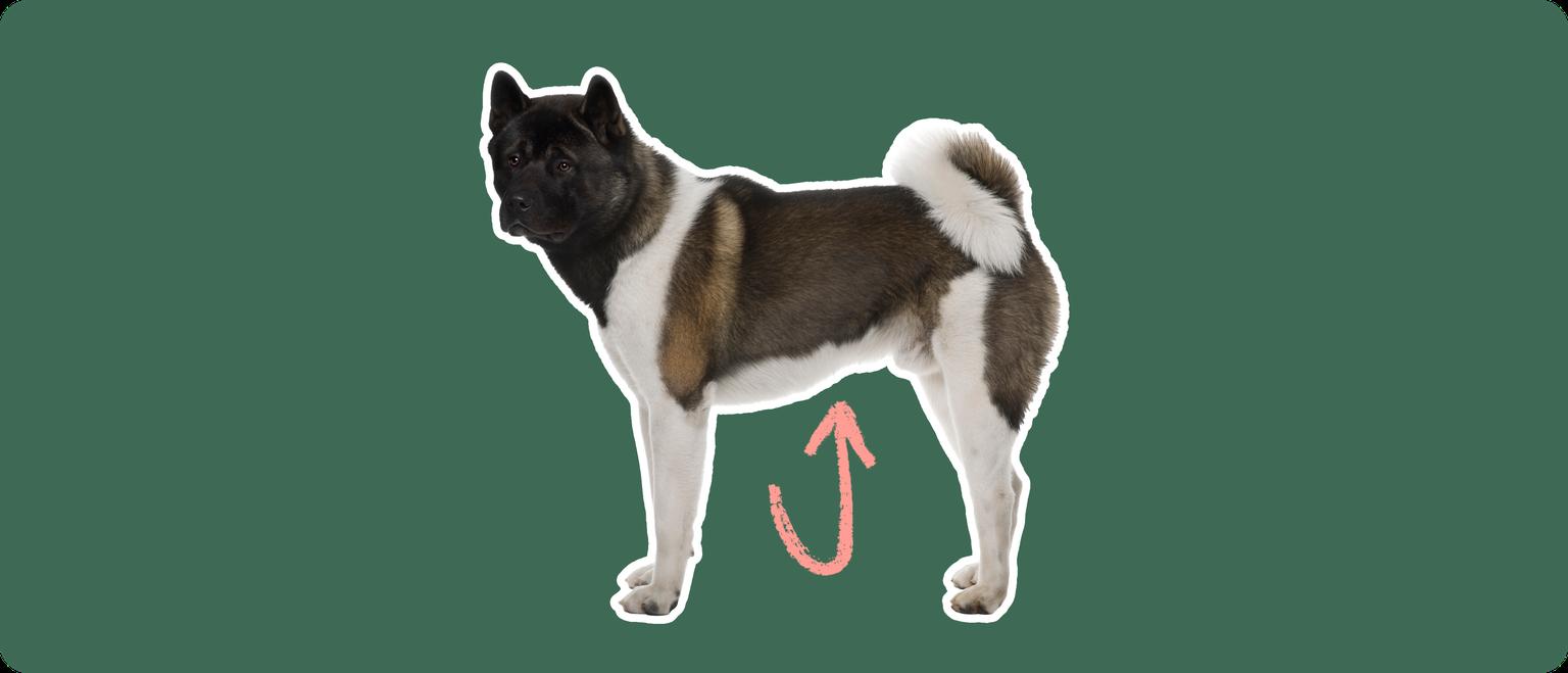 A brown and white Akita dog cut out, with a white outline, with a pink arrow pointing to it's stomach, on a solid green background