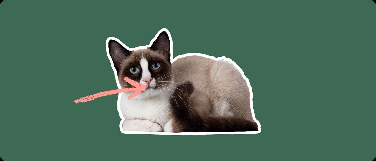 A snowshoe cat lying down, cutout with a white outline, with a pink arrow pointing to it's mouth, on a solid green background