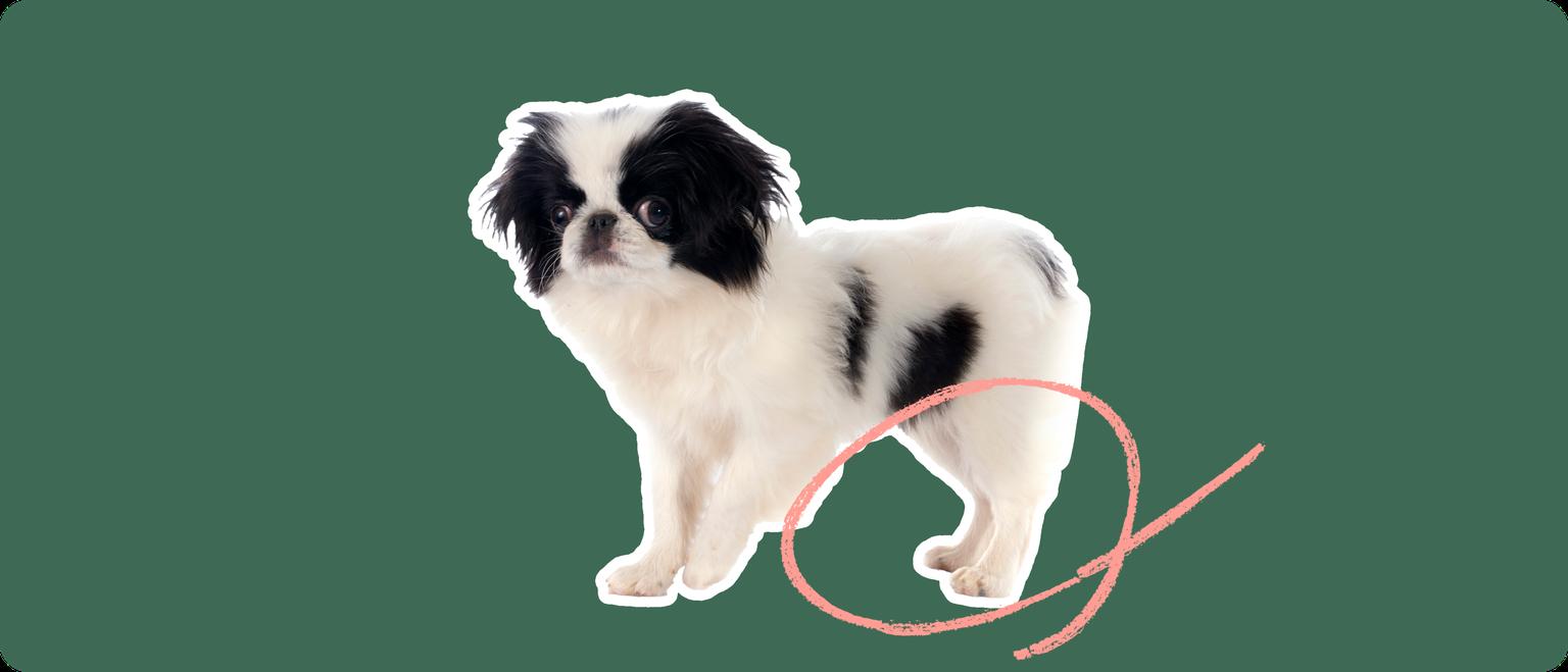 A Japanese Chin puppy cut out with a white outline, with a pink circle around it's back legs, on a solid green background