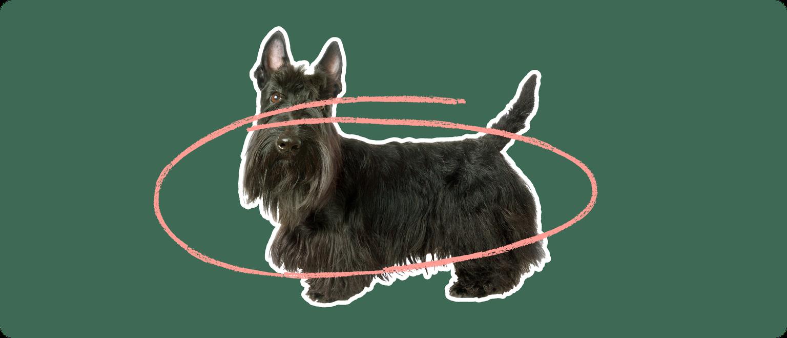 A Scottish Terrier cut out with a white outline, with a pink circle around it's body, on a solid green background