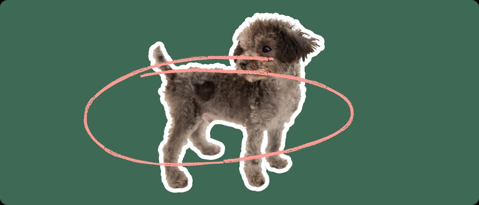 Chipoo