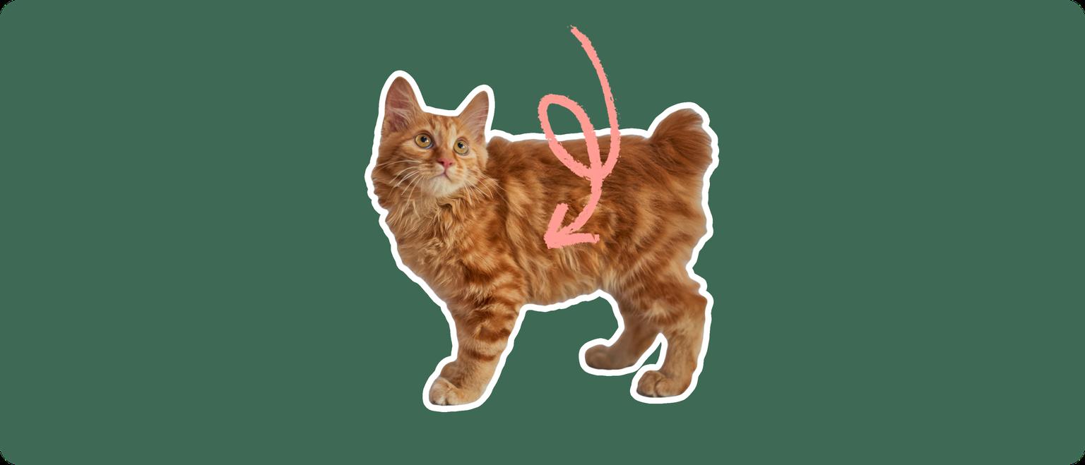 An orange american bobtail cat cut out with a white outline, with a pink arrow pointing to it's body, on a solid green background