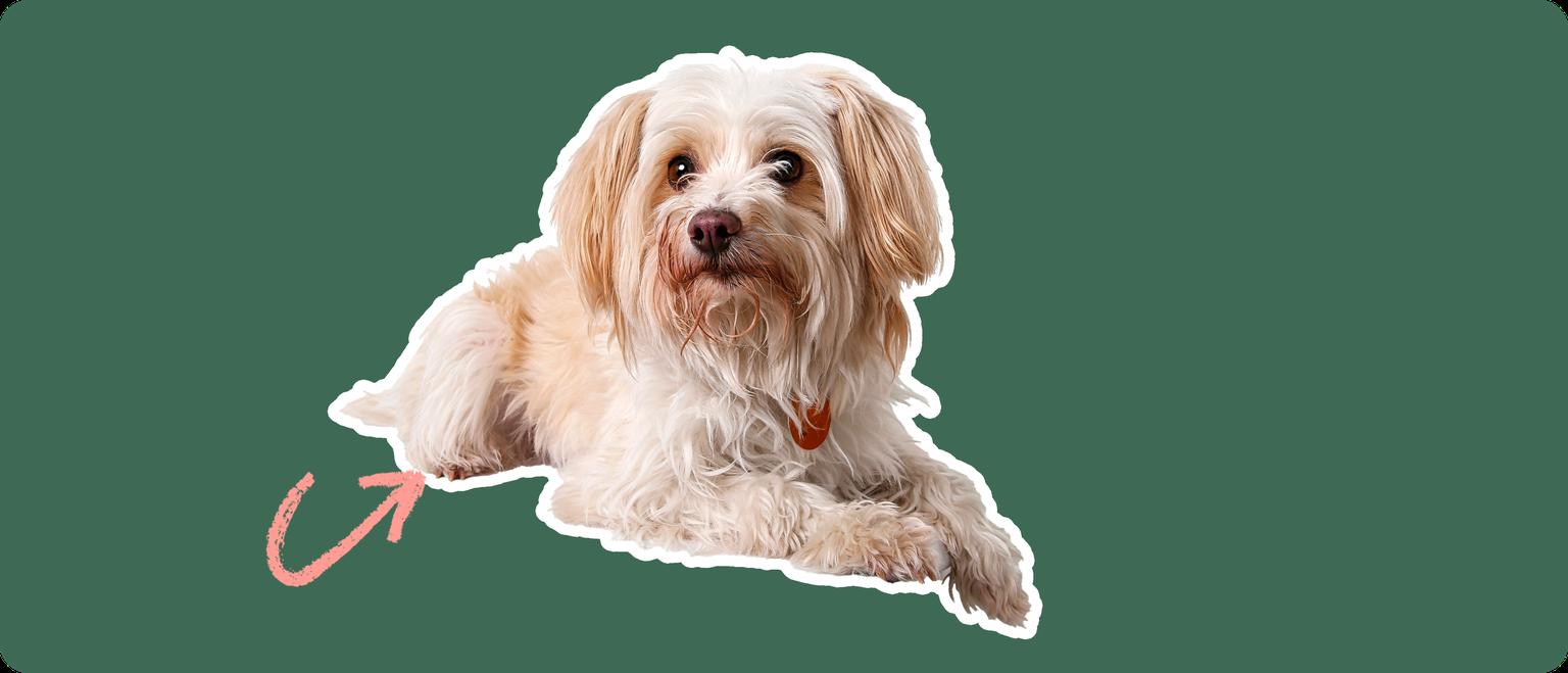 Yorkipoo