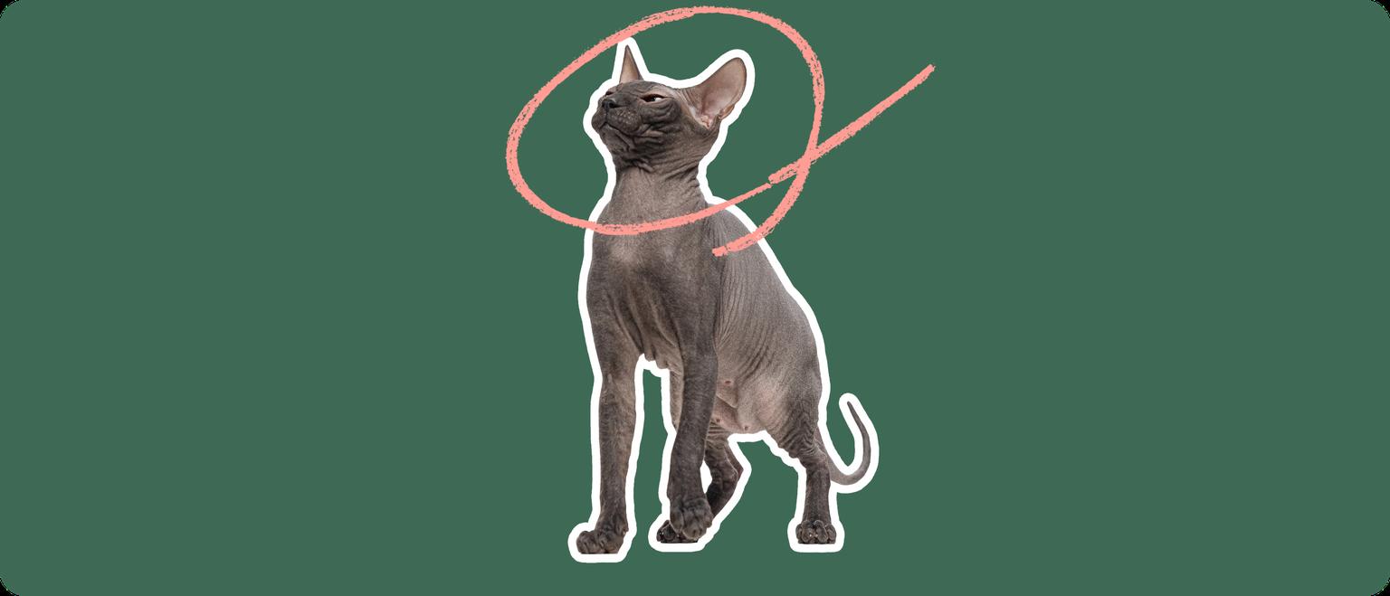 A Mexican Hairless cat, cut out with a white outline, with a pink circle around it's head, on a solid green background