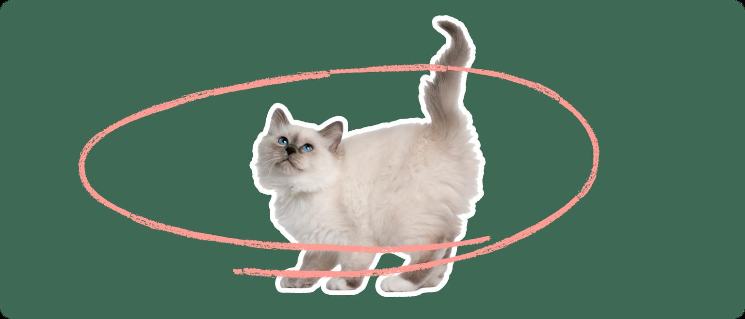 Birman