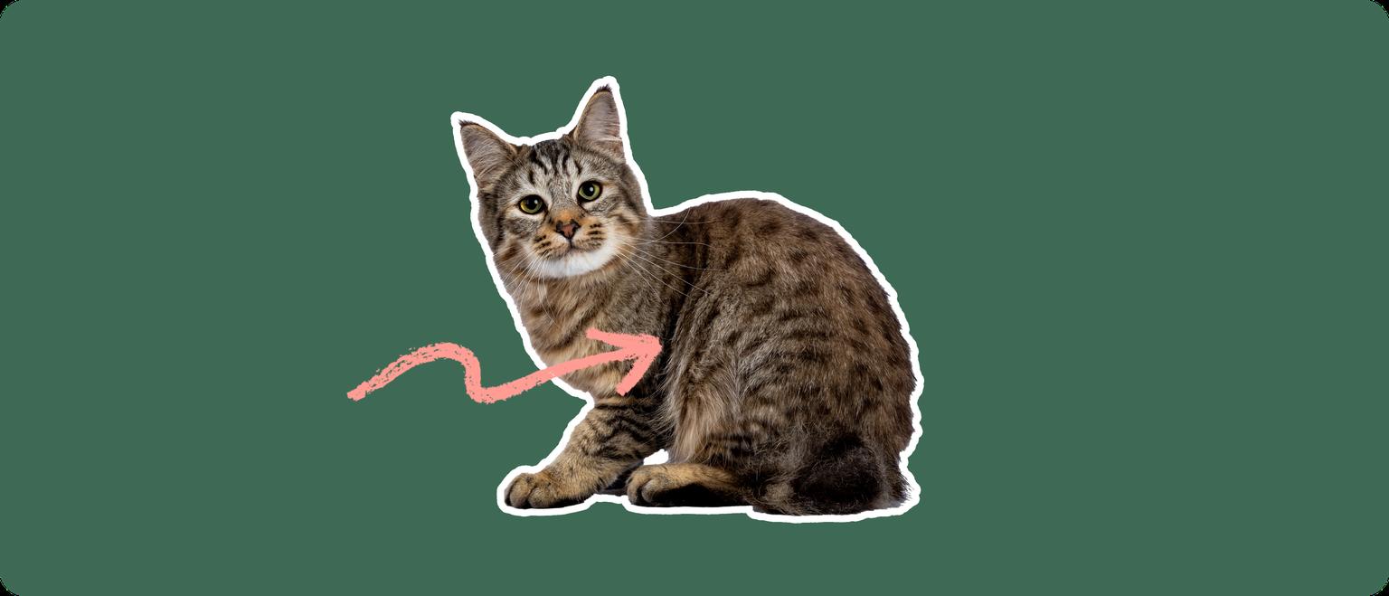A pixie-bob cat cut out with a white outline, with a pink arrow pointing to it's chest, on a solid green background