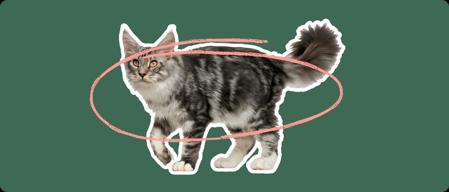 A Maine Coon cat with a pink loop drawn around its body, indicating a focus on the cat's midsection to discuss obesity concerns in this breed.