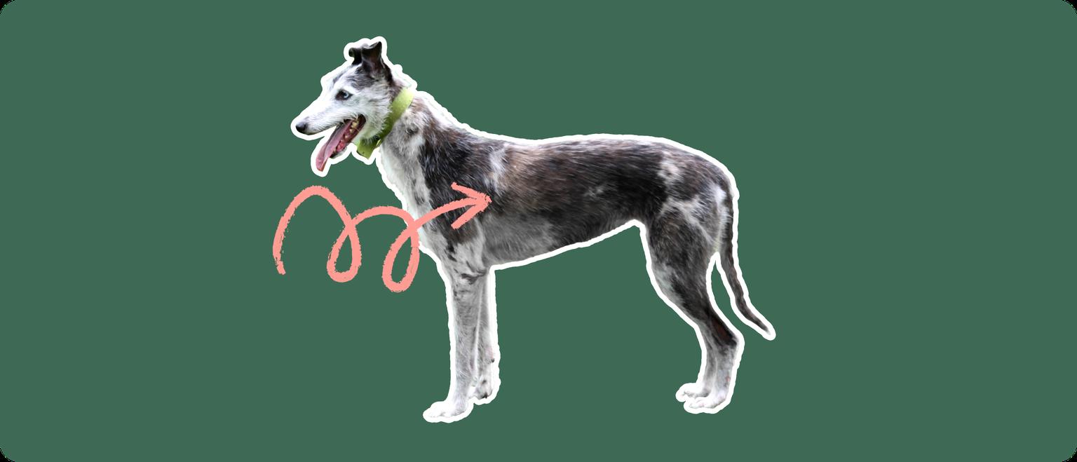 A Lurcher dog cut out with white outline on a green background with a pink arrow pointing toward it's chest
